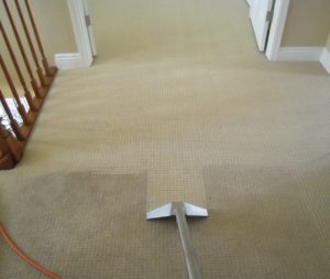 Carpet Cleaning North Shore