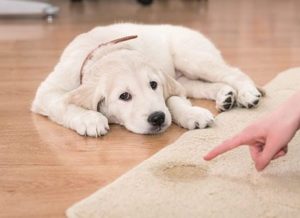 pet odor urine removal northshore